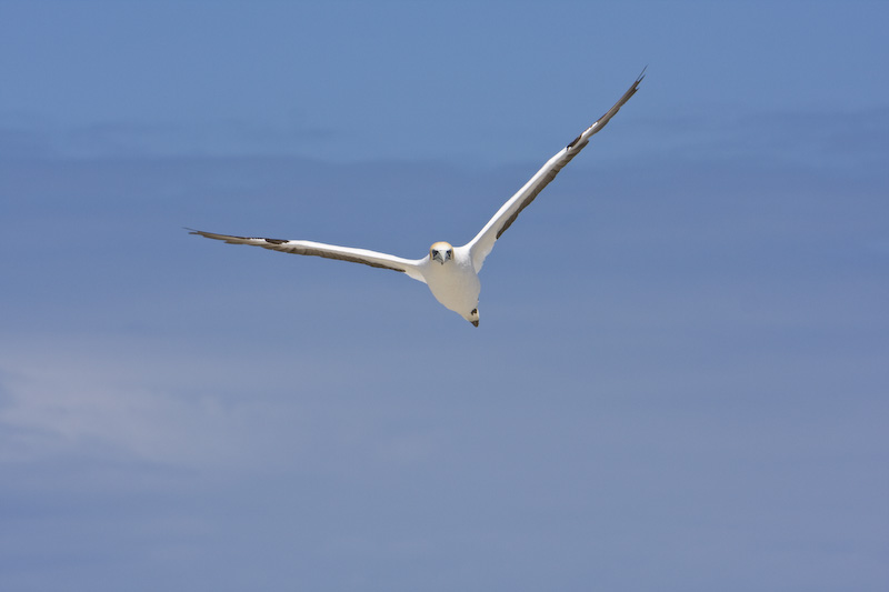 Australasian Gannet In Flight